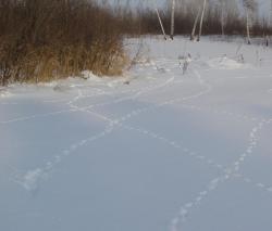 post-10462-0-28758400-1392811364_thumb.j