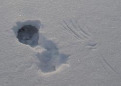 post-10462-0-31500700-1392811324_thumb.j