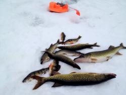 post-13262-0-46508100-1391370771_thumb.j