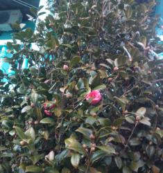 post-19230-0-30853900-1393078004_thumb.j