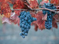 post-19230-0-90647900-1393088919_thumb.j