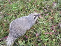 post-2401-0-01466500-1392657326_thumb.jp