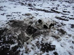 post-29721-0-59357700-1392243644_thumb.j