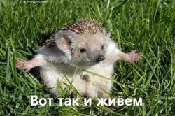 post-10063-0-19208900-1423399075_thumb.j