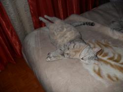 post-10063-0-24362000-1424273690_thumb.j