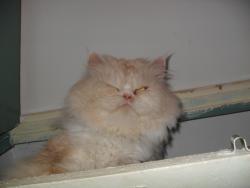 post-10063-0-59118200-1424273602_thumb.j