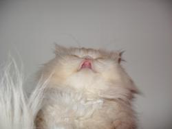 post-10063-0-98697800-1424273406_thumb.j