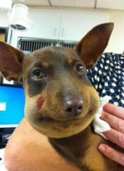 post-10547-0-72176100-1423158517_thumb.j