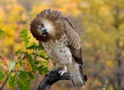 post-26941-0-93245200-1424163171_thumb.j