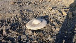 post-28162-0-83792800-1422891269_thumb.j