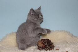 post-29140-0-57635700-1423929502_thumb.j