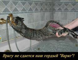 post-30211-0-21168800-1422804067_thumb.j