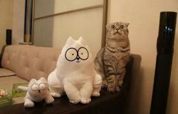 post-31368-0-25509400-1423645038_thumb.j