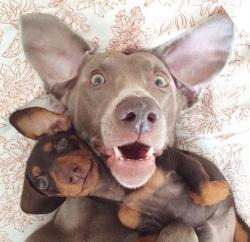 post-31368-0-29491400-1423644937_thumb.j