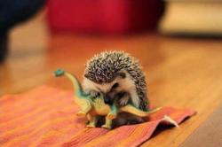 post-31368-0-35946100-1423645076_thumb.j