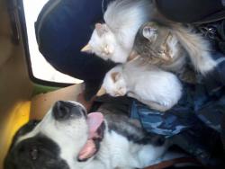 post-33358-0-27213100-1424271969_thumb.j