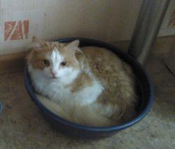 post-4131-0-04371300-1425143556_thumb.jp