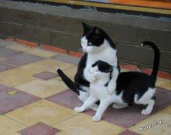 post-4131-0-11604400-1425148461_thumb.jp