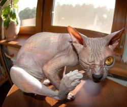 post-4485-0-31781600-1424964007_thumb.jp