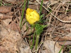 post-1887-0-20990500-1300024095_thumb.jp