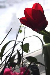 post-2202-0-51641600-1299515455_thumb.jp