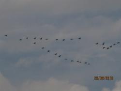 post-2511-0-38870700-1299381282_thumb.jp