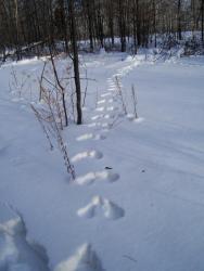 post-4269-0-24364000-1299427469_thumb.jp