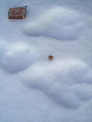 post-4269-0-26135100-1299481961_thumb.jp