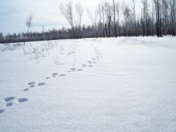 post-4269-0-60897100-1299427116_thumb.jp