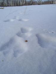 post-4269-0-65902800-1299481925_thumb.jp