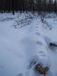 post-4269-0-70438600-1299427397_thumb.jp