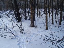 post-4269-0-92883000-1299481643_thumb.jp