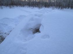 post-4269-0-96064400-1299481602_thumb.jp