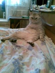 post-4341-0-14521500-1300509936_thumb.jp