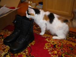 post-4632-0-63253900-1300249347_thumb.jp