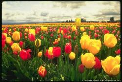 post-4799-0-56858600-1299597375_thumb.jp