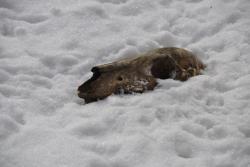 post-6129-0-49771600-1331385399_thumb.jp