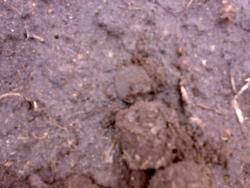 post-6685-0-95767300-1332763633_thumb.jp