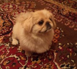 post-7121-0-62267800-1331132782_thumb.jp