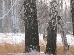 post-9148-0-00402900-1331383866_thumb.jp