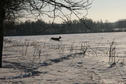 post-9148-0-13234800-1331383775_thumb.jp