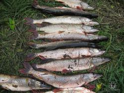 post-9148-0-29239800-1331405758_thumb.jp