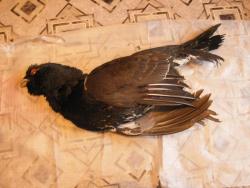 post-9148-0-40578800-1331835766_thumb.jp