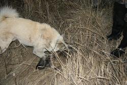 post-9148-0-44363500-1331380948_thumb.jp