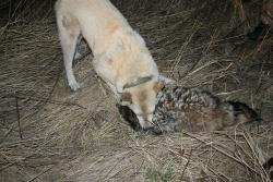 post-9148-0-61868000-1331381033_thumb.jp