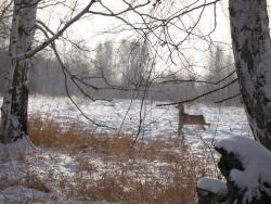 post-9148-0-75458800-1331383817_thumb.jp