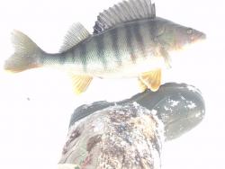 post-9148-0-80971400-1331388214_thumb.jp