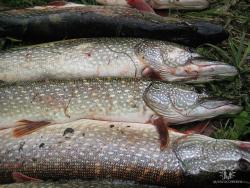 post-9148-0-87991800-1331405738_thumb.jp