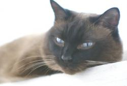 post-9204-0-01273900-1331259824_thumb.jp