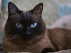 post-9204-0-19967100-1331259813_thumb.jp